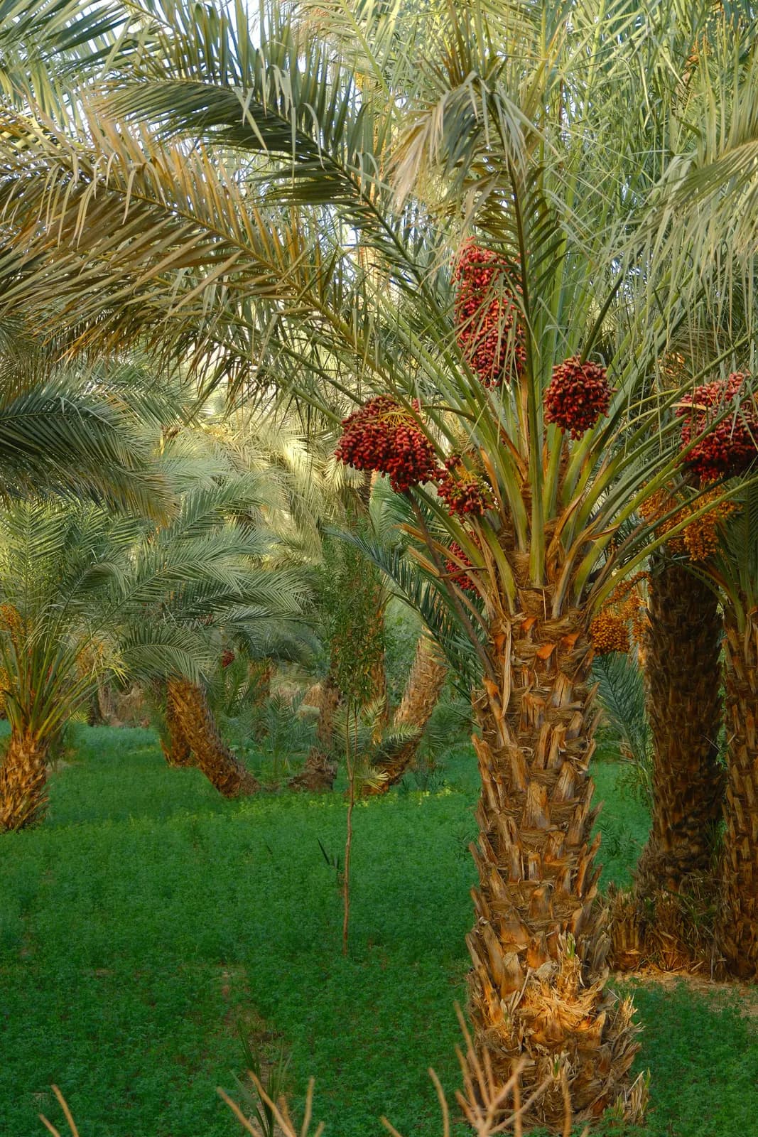المحال التجارية بسوق جعلان